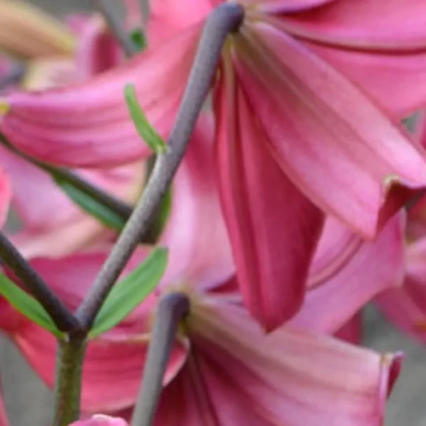 Close-up pink lily petals with green stems