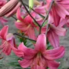 Close-up of pink trumpet-shaped lilies