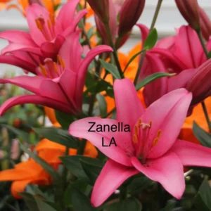 Close-up of vibrant pink and orange lilies