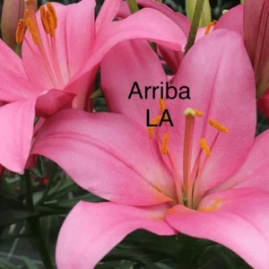 A close up of some pink flowers with the words arriba la written underneath