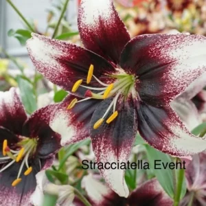 Burgundy and white lily close-up