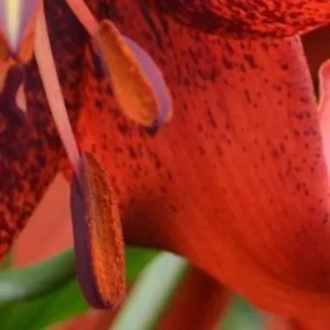 Close-up of red lily stamens with pollen