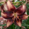 Chocolate Event lily with maroon-speckled petals