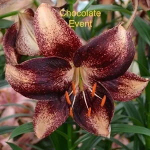 Chocolate Event lily with maroon-speckled petals