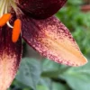 Speckled lily petal with orange stamens