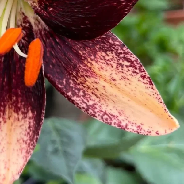 Speckled lily petal with orange stamens