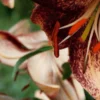 Close-up spotted lily with orange anthers