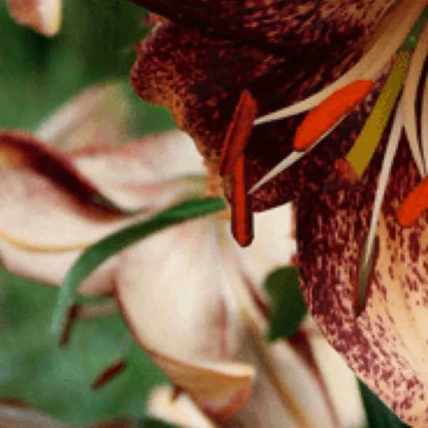Close-up spotted lily with orange anthers