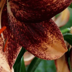 Burgundy-speckled orange lily petal with stamen