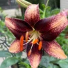Speckled dark maroon lily with orange stamens