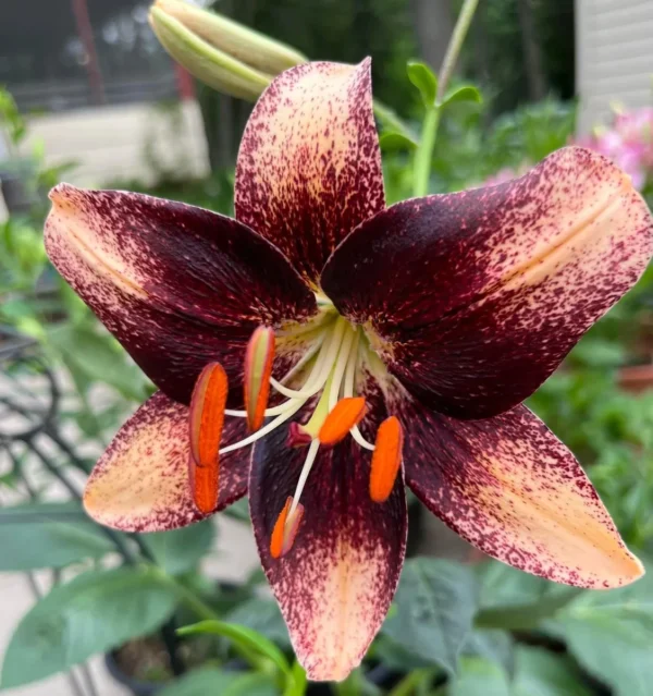 Speckled dark maroon lily with orange stamens