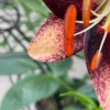 Speckled maroon lily with orange anthers