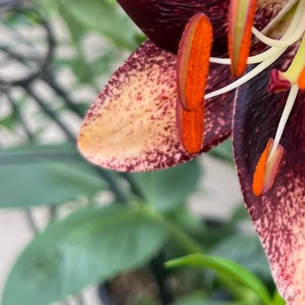 Speckled maroon lily with orange anthers