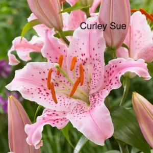 A close up of the flower with the name curley sue