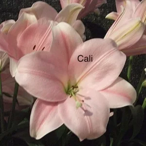 A close up of some pink flowers with the word cali written on it.