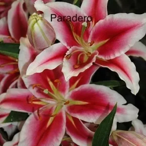 Pink and white stargazer lilies in bloom