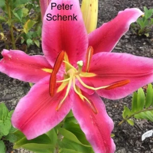 A pink flower with yellow stamen and name peter schenk.
