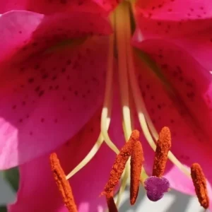 Close-up pink lily stamen with pollen