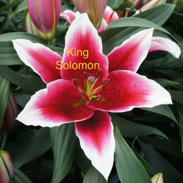 A close up of the flower with the name " king solomon ".