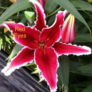 A red flower with the word " red eyes " written on it.