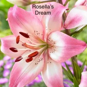 A pink flower with the name rosella 's dream on it.