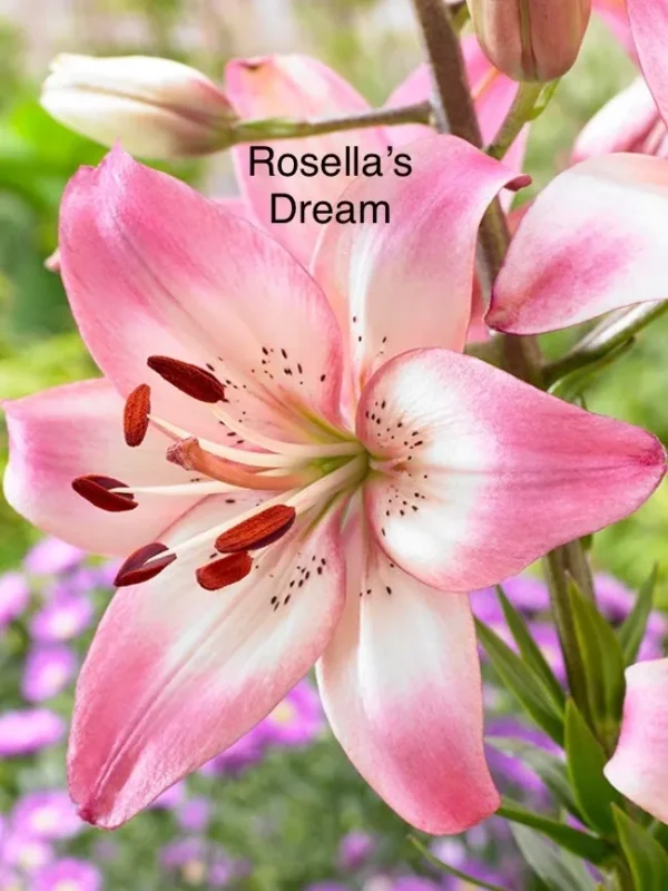 A pink flower with the name rosella 's dream on it.