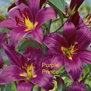 A close up of purple flowers with the name " purple prince ".