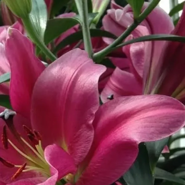 Close-up of vibrant pink lily blossoms