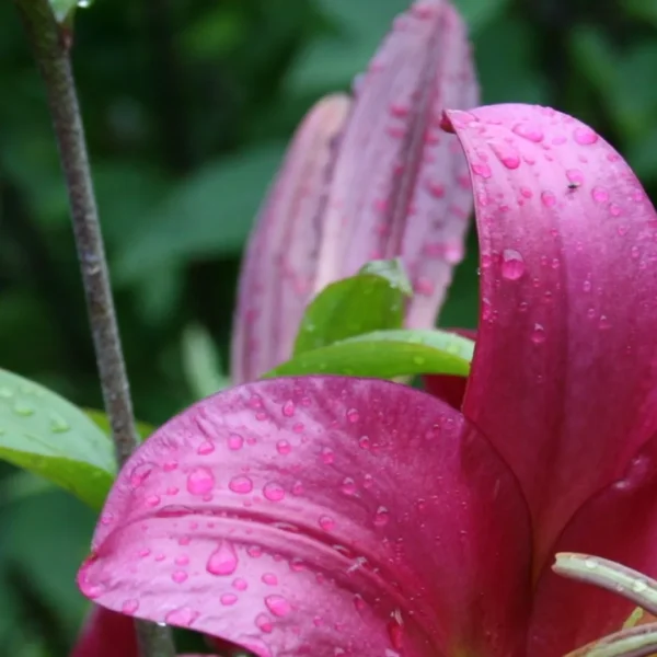 A close up of the petals and leaves of a pink flower.