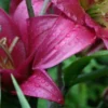 Raindrops on vibrant pink lily petals