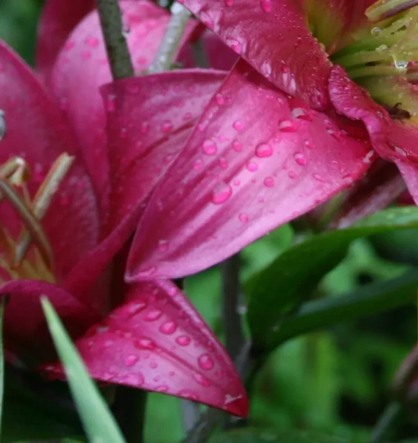 Raindrops on vibrant pink lily petals