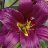 Close-up purple lily with yellow center