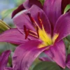 Close-up purple lily with yellow throat