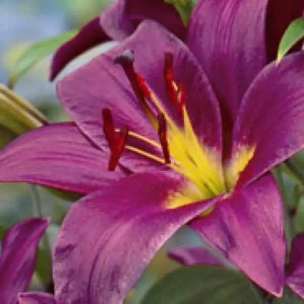 Close-up purple lily with yellow throat