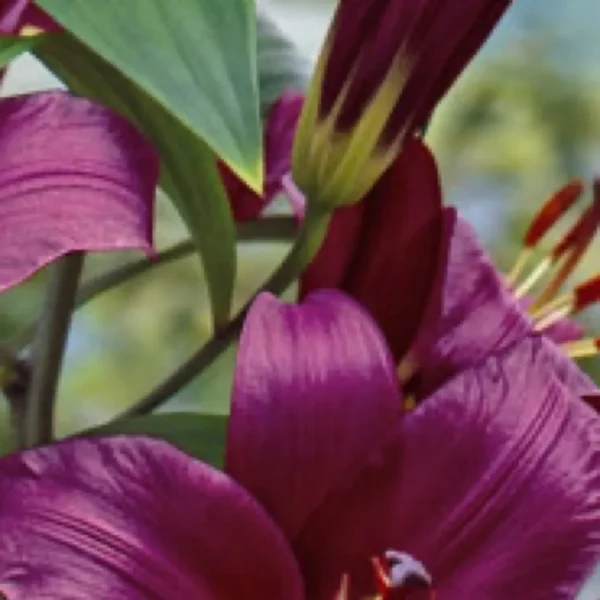 A close up of the flowers of a purple flower.
