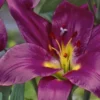 Vibrant purple lily with yellow center