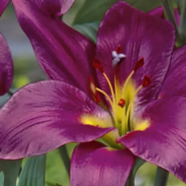 Vibrant purple lily with yellow center