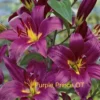 Purple Prince OT lilies in vivid bloom