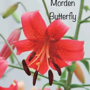 A red flower with the words morden butterfly on it.