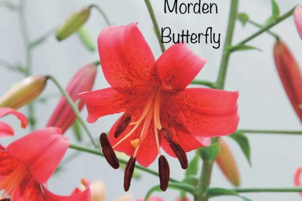 A red flower with the words morden butterfly on it.