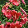 Cluster of red lily flowers and buds