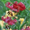 Close-up red Turk's cap lilies in garden