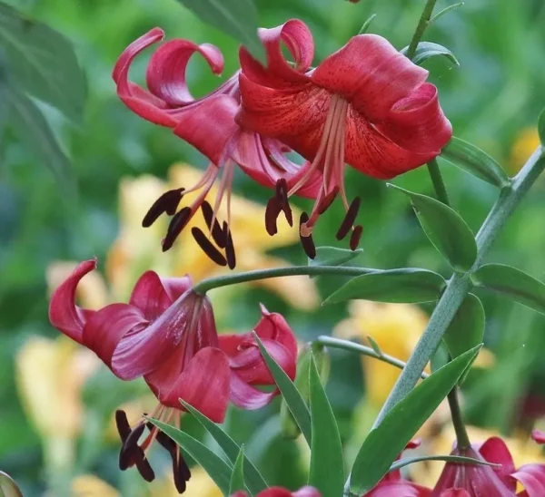 Close-up red Turk's cap lilies in garden