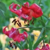 Curled red lilies against blurred yellow background