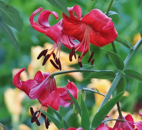 Curled red lilies against blurred yellow background
