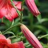 Close-up of pink lily buds and bloom