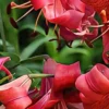 Close-up of curled red tropical flower petals