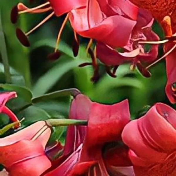 Close-up of curled red tropical flower petals