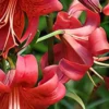 Vibrant pink lily blossoms close-up