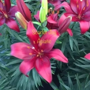 Scarlet Joy Asiatic lilies in bloom
